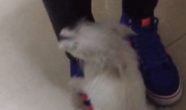 XXOO小视频,网络传播的隐秘角落